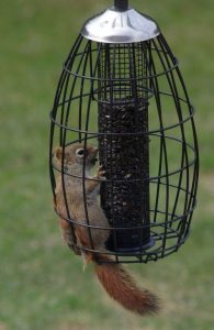 caged-squirrel